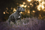 American Staffordshire Terrier