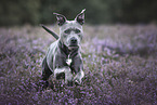 American Staffordshire Terrier