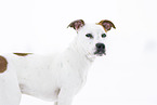 American Staffordshire Terrier