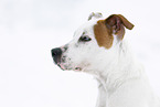 American Staffordshire Terrier