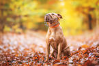 American Staffordshire Terrier