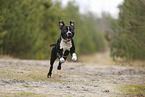 American Staffordshire Terrier