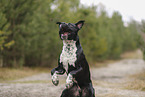 American Staffordshire Terrier