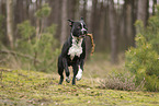 American Staffordshire Terrier