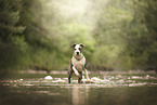 American Staffordshire Terrier