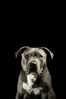 American Staffordshire Terrier
