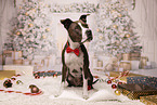 American Staffordshire Terrier