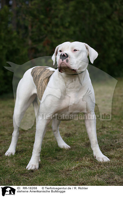 stehene Amerikanische Bulldogge / RR-18268