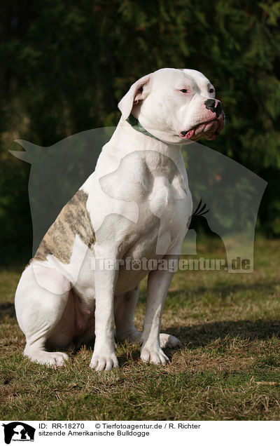 sitzende Amerikanische Bulldogge / RR-18270
