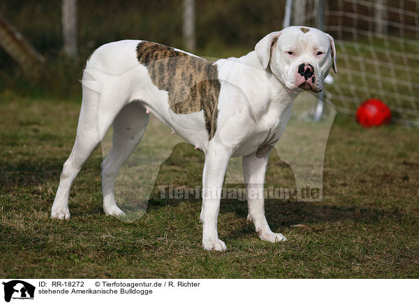 stehende Amerikanische Bulldogge / RR-18272