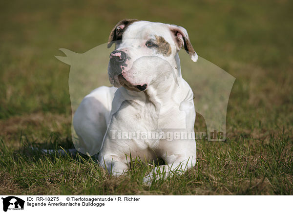 liegende Amerikanische Bulldogge / RR-18275