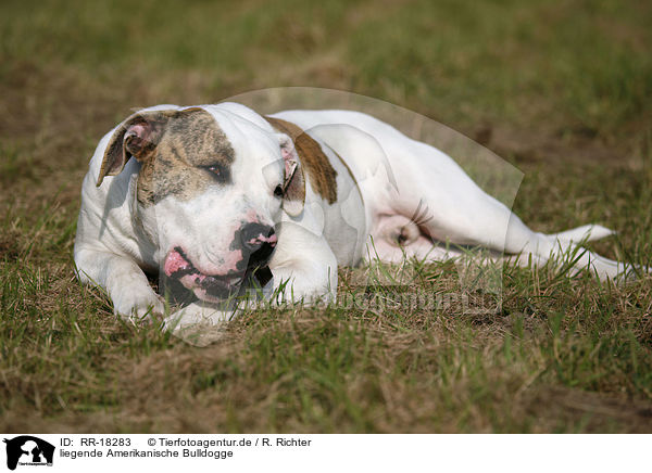 liegende Amerikanische Bulldogge / lying American Bulldog / RR-18283