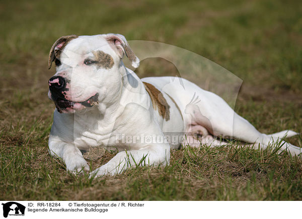 liegende Amerikanische Bulldogge / RR-18284