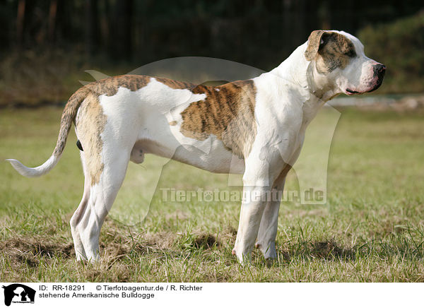 stehende Amerikanische Bulldogge / RR-18291