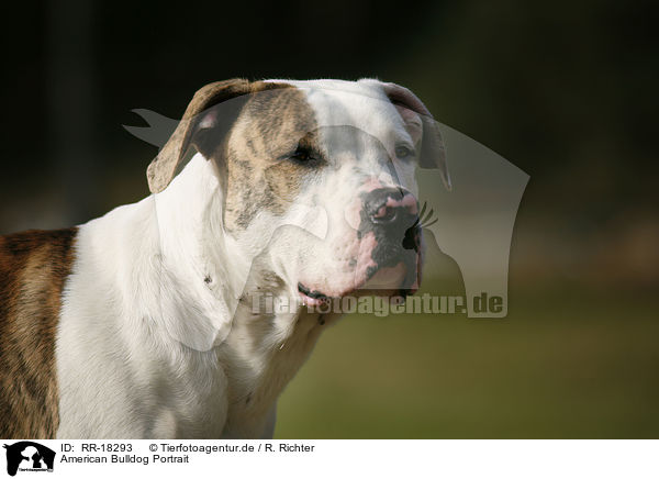 American Bulldog Portrait / RR-18293
