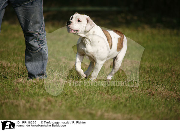 rennende Amerikanische Bulldogge / RR-18295