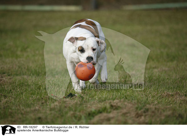 spielende Amerikanische Bulldogge / RR-18297