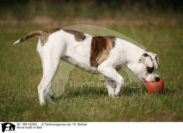 Hund beit in Ball / RR-18299