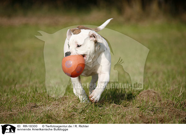 rennende Amerikanische Bulldogge / RR-18300