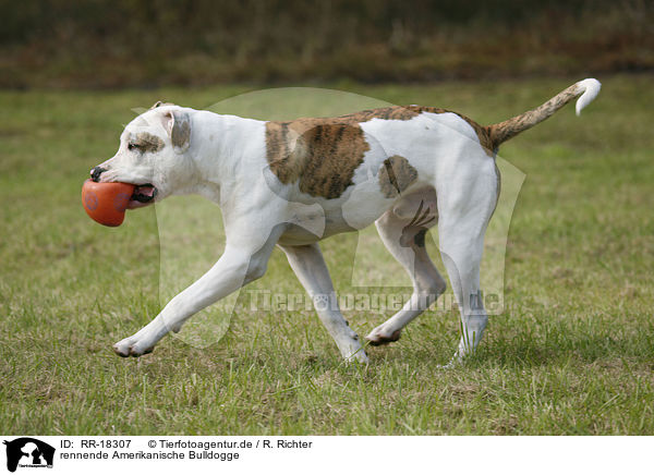 rennende Amerikanische Bulldogge / running American Bulldog / RR-18307