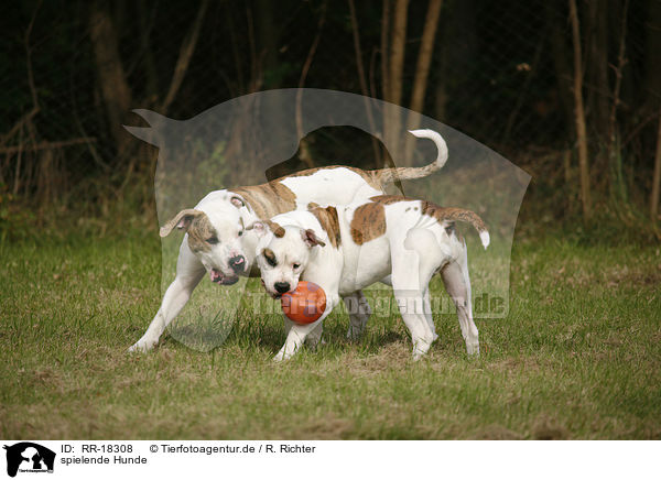 spielende Hunde / RR-18308