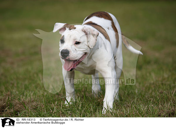 stehender Amerikanische Bulldogge / standing American Bulldog / RR-18313