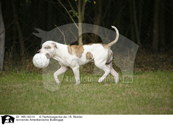 rennende Amerikanische Bulldogge / running American Bulldog / RR-18314