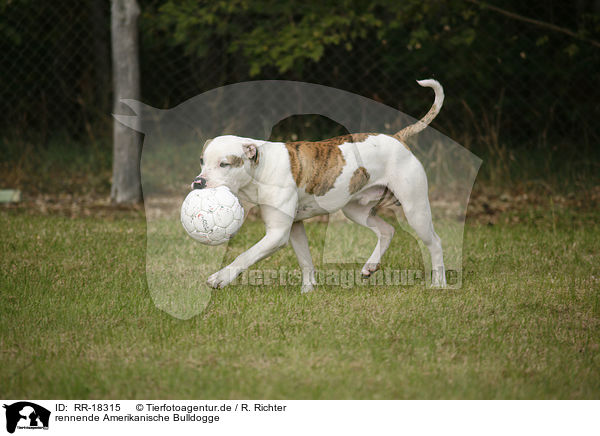 rennende Amerikanische Bulldogge / running American Bulldog / RR-18315