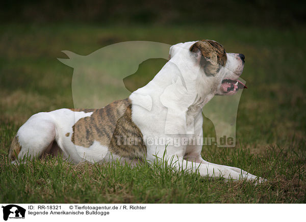 liegende Amerikanische Bulldogge / RR-18321