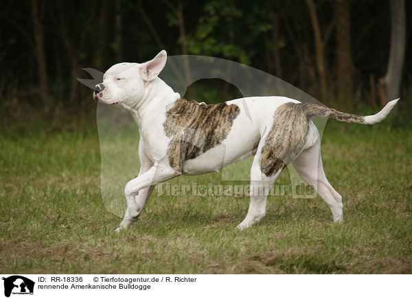 rennende Amerikanische Bulldogge / RR-18336