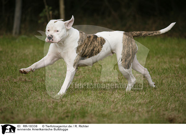 rennende Amerikanische Bulldogge / RR-18338