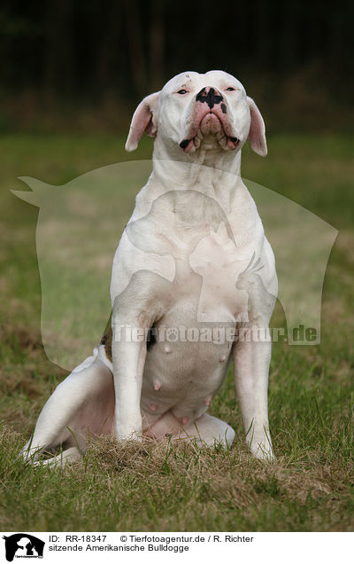 sitzende Amerikanische Bulldogge / RR-18347