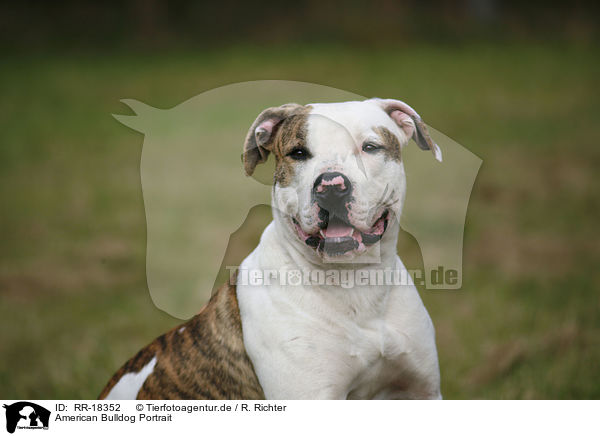 American Bulldog Portrait / RR-18352