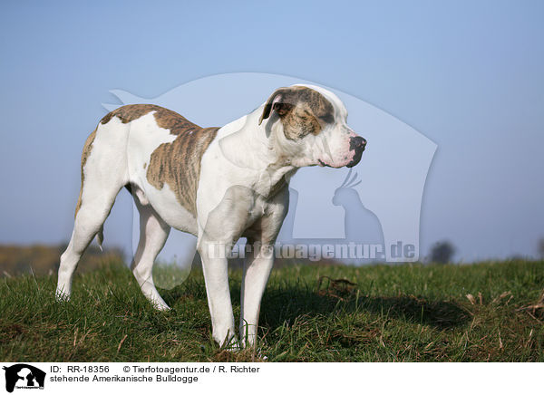 stehende Amerikanische Bulldogge / RR-18356
