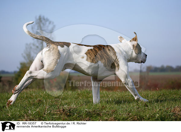 rennende Amerikanische Bulldogge / RR-18357