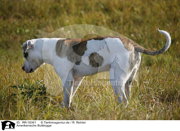 Amerikanische Bulldogge / RR-18361