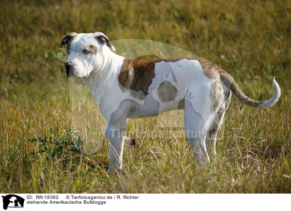 stehende Amerikanische Bulldogge / RR-18362