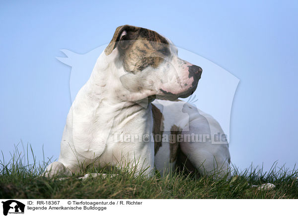 liegende Amerikanische Bulldogge / RR-18367