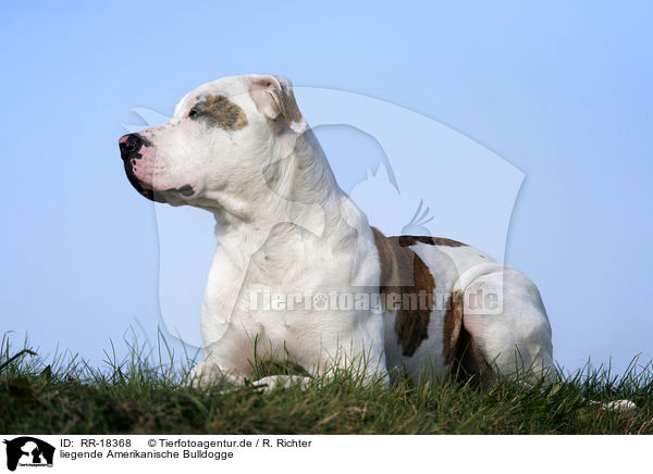 liegende Amerikanische Bulldogge / RR-18368