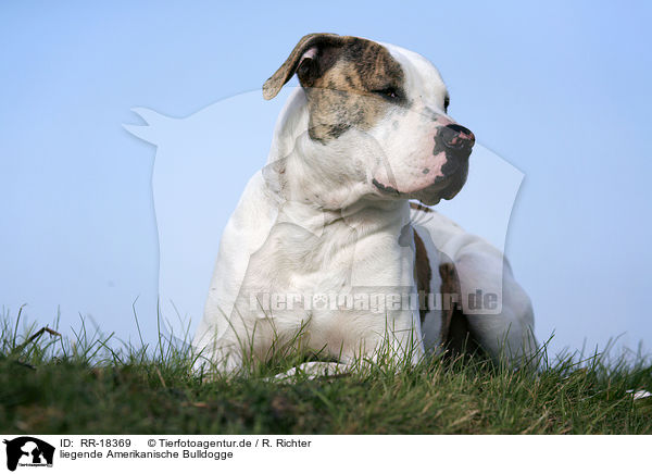liegende Amerikanische Bulldogge / RR-18369