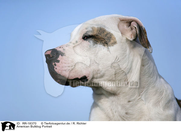 American Bulldog Portrait / RR-18370