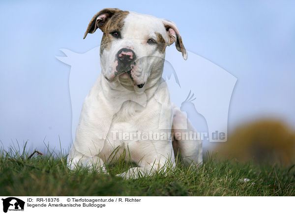 liegende Amerikanische Bulldogge / RR-18376