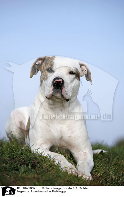 liegende Amerikanische Bulldogge / RR-18378