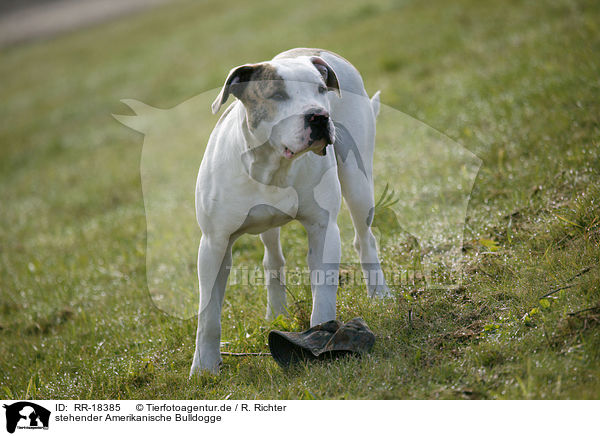 stehender Amerikanische Bulldogge / RR-18385