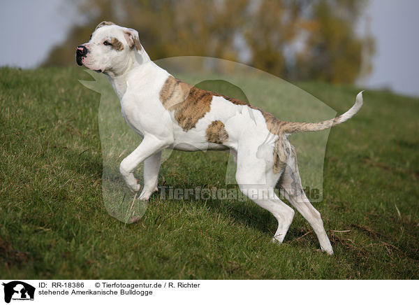 stehende Amerikanische Bulldogge / standing American Bulldog / RR-18386