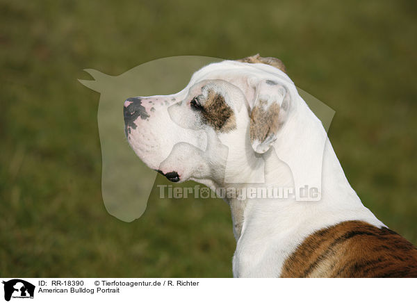 American Bulldog Portrait / RR-18390