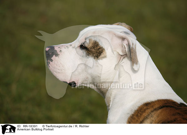 American Bulldog Portrait / RR-18391