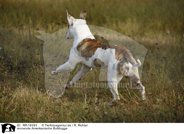 rennende Amerikanische Bulldogge / RR-18393