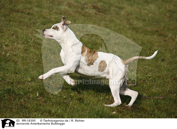 rennende Amerikanische Bulldogge / RR-18395