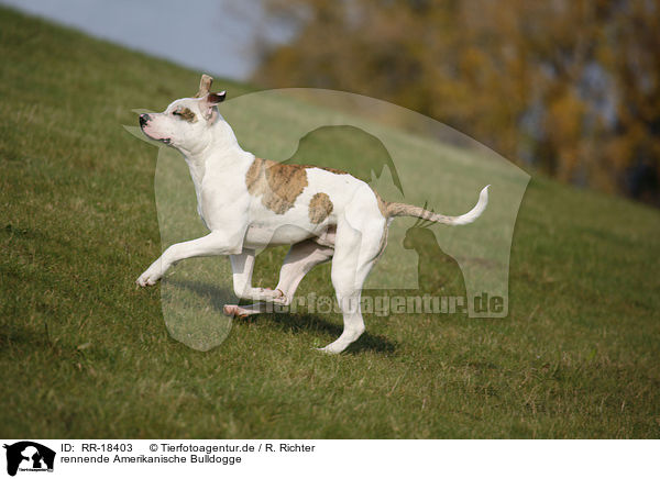 rennende Amerikanische Bulldogge / RR-18403